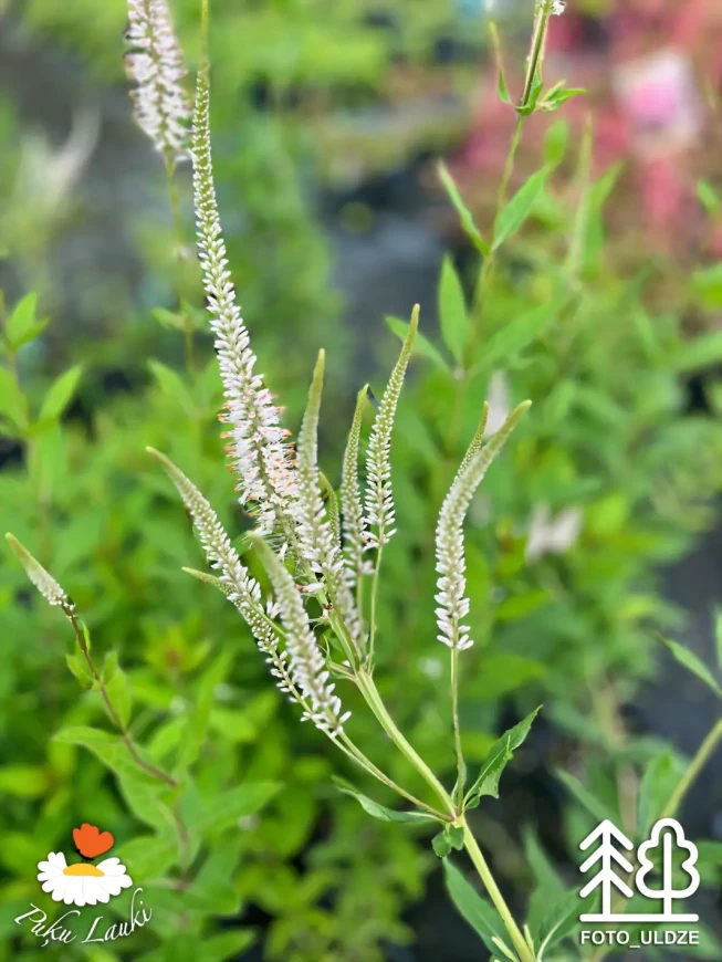 Veronicastrum virginicum f. roseum   'Pink Glow'